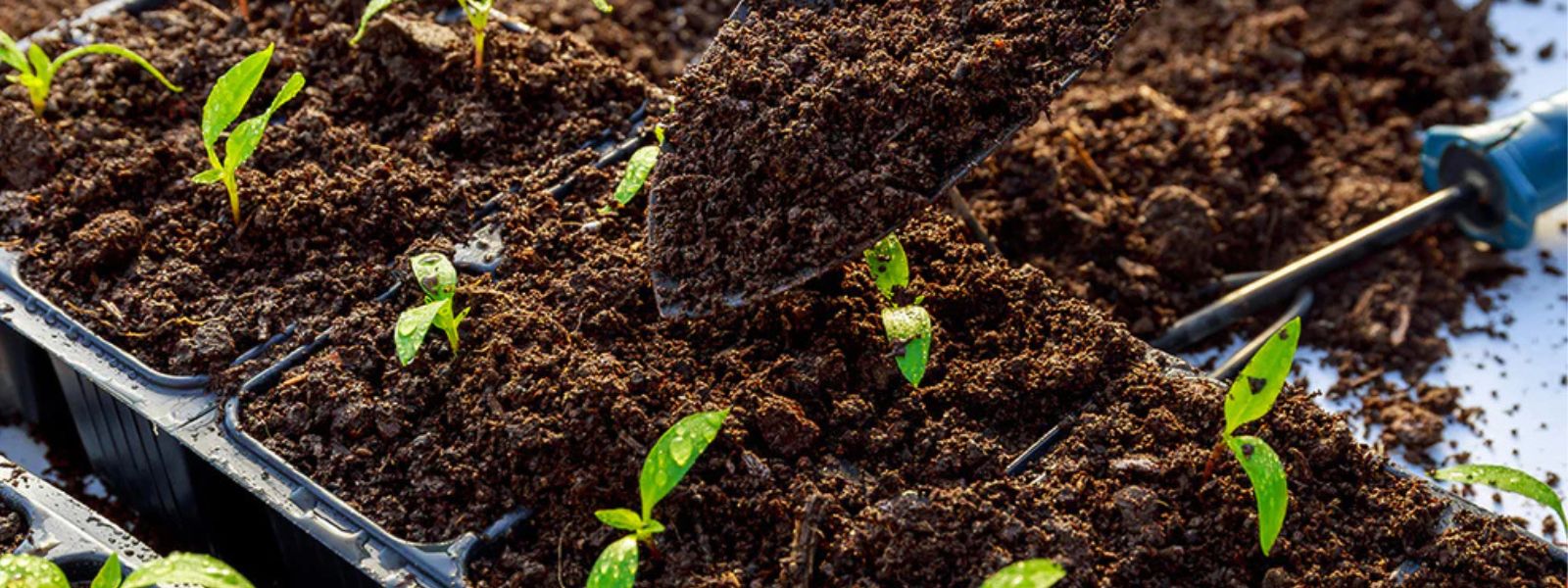 National Coconut Fertilizer Month Declared